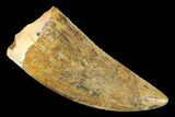 Serrated, Carcharodontosaurus Tooth - Real Dinosaur Tooth #176730-1